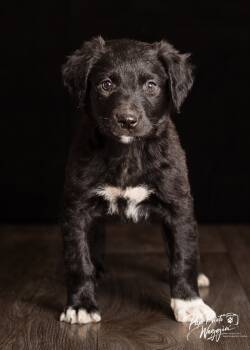 Rescue Australian Shepherd and Great Pyrenees Dogs for Adoption in Valley Park, Oklahoma - Danny Zuko | PetCurious