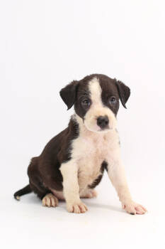 Rescue Australian Shepherd and Mixed Breed Dogs for Adoption in Morton Grove, Illinois - Strawberry | PetCurious