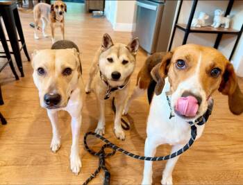 Rescue Shiba Inu Dogs for Adoption in Perkasie, Pennsylvania - Tinker | PetCurious