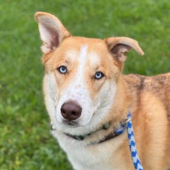 Rescue Husky and Smooth Collie Dogs for Adoption in Goleta, California - Tucker | PetCurious
