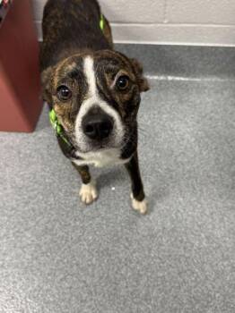Bowser -  French Bulldog and Mixed Breed Dog for Adoption in Sevierville, Tennessee - Bowser | PetCurious
