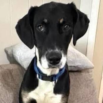 Maximus -  Great Dane and Australian Shepherd Dog for Adoption in Chanute, Kansas - Maximus | PetCurious