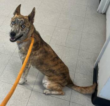 Rescue Husky and Mixed Breed Dogs for Adoption in Houston, Texas - Star | PetCurious