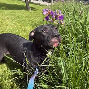Riddle -  Mixed Breed Dog for Adoption in Pittsburgh, Pennsylvania - Riddle | PetCurious
