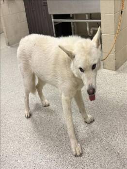 German Shepherd Dog and Mixed Breed Dogs Available for Adoption in Conroe, Texas - HELO | PetCurious