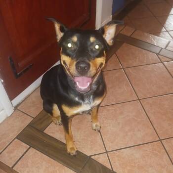 Rescue German Pinscher Dogs for Adoption in Las Vegas, Nevada - NOVA | PetCurious