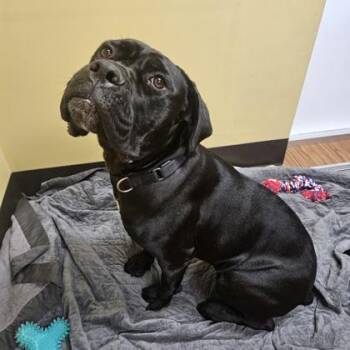 Cane Corso and Mixed Breed Dogs Available for Adoption in Merriam, Kansas - Sevika | PetCurious