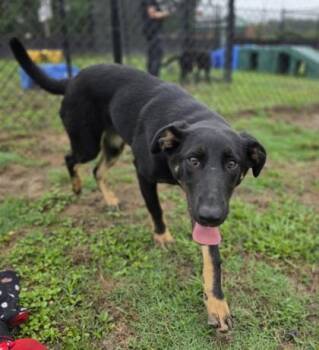 Shepherd and Mixed Breed Dogs Available for Adoption in Conway, South Carolina - Barbie | PetCurious