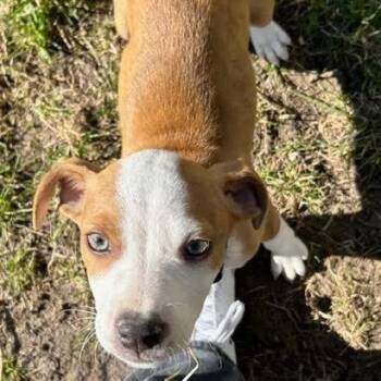 Boxer and Mixed Breed Dogs Available for Adoption in Minnetonka, Minnesota - Mars D68749 | PetCurious