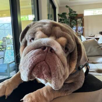 Rescue English Bulldog Dogs for Adoption in Bradenton, Florida - Stanley | PetCurious