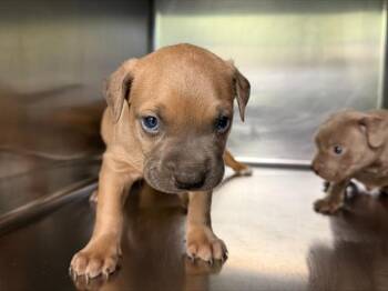 American Staffordshire Terrier and Mixed Breed Dogs Available for Adoption in Grand Prairie, Texas - DANNY | PetCurious