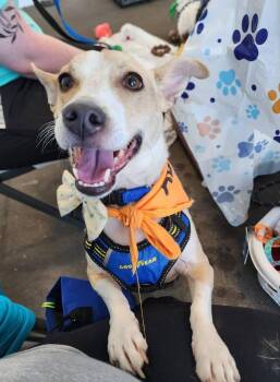 Rescue Chihuahua Dogs for Adoption in Sterling Heights, Michigan - Rizzo | PetCurious