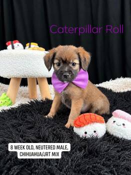 Caterpillar Roll -  Chihuahua and Jack Russell Terrier Dog for Adoption in Sevierville, Tennessee - Caterpillar Roll | PetCurious