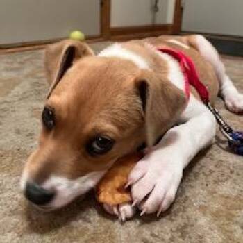 Mixed Breed Dogs Available for Adoption - Wishbone | PetCurious