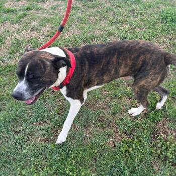 Boxer and Mixed Breed Dogs Available for Adoption - Fargo | PetCurious