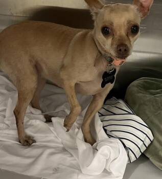 Rescue Chihuahua Dogs for Adoption in Doral, Florida - LOYYOL | PetCurious