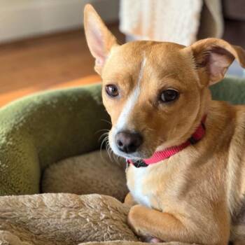 Tulsa - (Medical) -  Rat Terrier and Chihuahua Dog for Adoption in San Diego, California - Tulsa - (Medical) | PetCurious