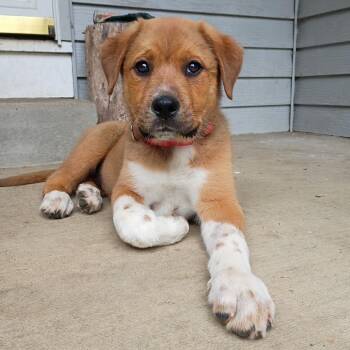 Shepherd and Mixed Breed Dogs Available for Adoption in Fayetteville, Arkansas - Argos | PetCurious