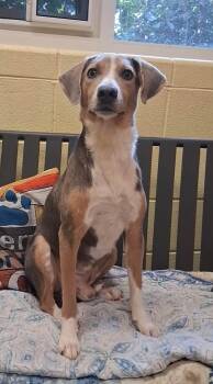Thistle -  Hound Dog for Adoption in Amherst, Virginia - Thistle | PetCurious