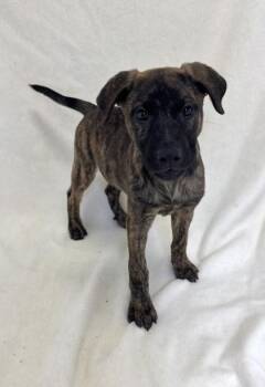 Dumpling -  American Bully Dog for Adoption in Buffalo, Minnesota - Dumpling | PetCurious