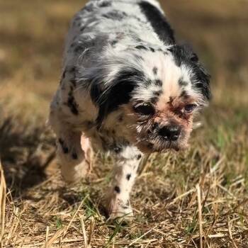 Sir Spotsalot -  Shih Tzu Dog for Adoption in Anderson, South Carolina - Sir Spotsalot | PetCurious