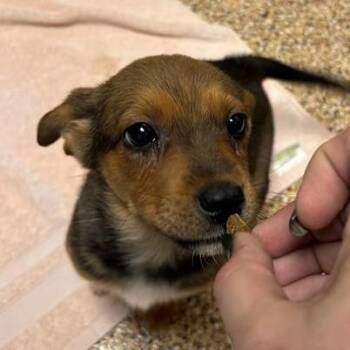 Chihuahua and Terrier Dogs Available for Adoption in Tempe, Arizona - Jesse | PetCurious