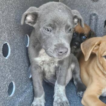 Jazz -  Mixed Breed Dog for Adoption in Lake Jackson, Texas - Jazz | PetCurious