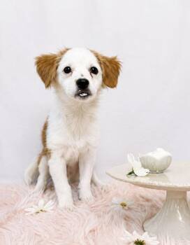 Chantilly -  Cavalier King Charles Spaniel Dog for Adoption in Palo Alto, California - Chantilly | PetCurious