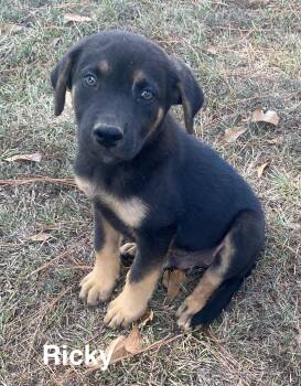 Ricky -  German Shepherd Dog Dog for Adoption in Glocester, Rhode Island - Ricky | PetCurious