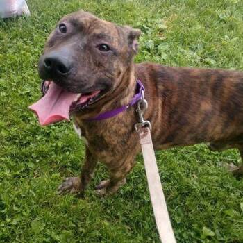 Rescue Pit Bull Terrier Dogs for Adoption in Syracuse, New York - Avi | PetCurious