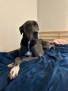 Great Dane Dogs Available for Adoption - Bruizer | PetCurious