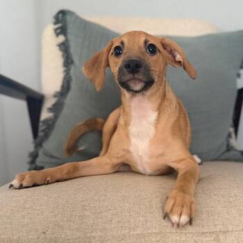 Tick Tock -  Chihuahua and Mixed Breed Dog for Adoption in Las Vegas, Nevada - Tick Tock | PetCurious
