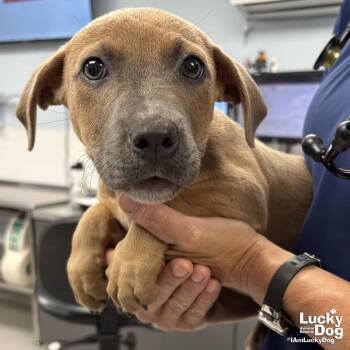 Ethel -  Dachshund and Retriever Dog for Adoption in Washington, District Of Columbia - Ethel | PetCurious