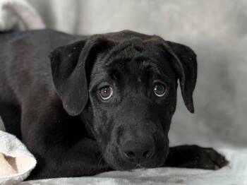 Dalton -  Labrador Retriever and Pit Bull Terrier Dog for Adoption in Portland, Oregon - Dalton | PetCurious