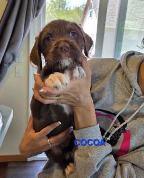 Labradoodle and American Staffordshire Terrier Dogs Available for Adoption in Muskego, Wisconsin - Cocoa The Labradoodle/terrier Mix Puppy | PetCurious