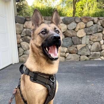 Cece -  Shepherd Dog for Adoption in Oriskany, New York - Cece | PetCurious