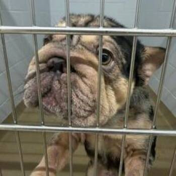 Hansel -  French Bulldog and Mixed Breed Dog for Adoption in West Palm Beach, Florida - Hansel | PetCurious