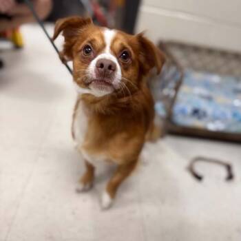 Hill Billy Willie -  Chihuahua and Mixed Breed Dog for Adoption in Jacksboro, Tennessee - Hill Billy Willie | PetCurious