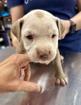 Labrador Retriever Dogs Available for Adoption in The Woodlands, Texas - Winnie | PetCurious