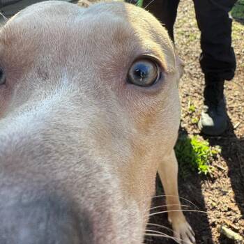 Viper -  Mixed Breed Dog for Adoption in Columbus, Georgia - Viper | PetCurious