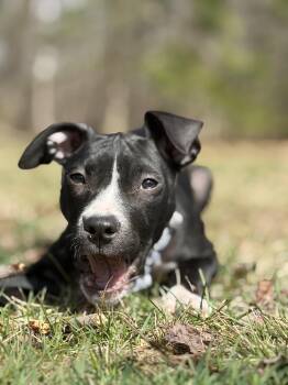 Pit Bull Terrier Dogs Available for Adoption in Billerica, Massachusetts - Pippa | PetCurious