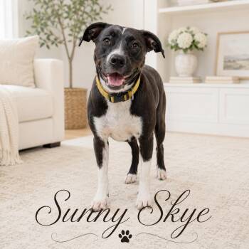 Sunny Skye -  Black Labrador Retriever and Labrador Retriever Dog for Adoption in Farmington, Missouri - Sunny Skye | PetCurious