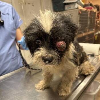 Chucho -  Terrier Dog for Adoption in Edinburg, Texas - Chucho | PetCurious