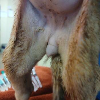 Catahoula Leopard Dog and Mixed Breed Dogs Available for Adoption - Ladybug | PetCurious