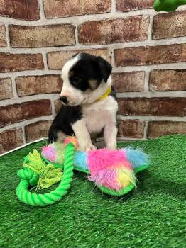 Labrador Retriever Dogs Available for Adoption - Juno EG In MS | PetCurious