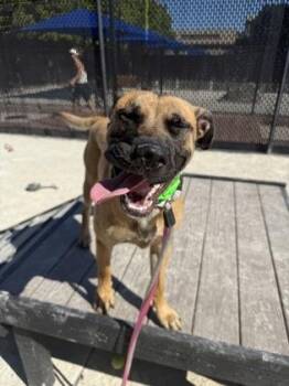 Rescue Pit Bull Terrier Dogs for Adoption in Philadelphia, Pennsylvania - Mutt Mutt | PetCurious