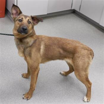 German Shepherd Dog and Mixed Breed Dogs Available for Adoption in Omaha, Nebraska - PUPPYCAT | PetCurious