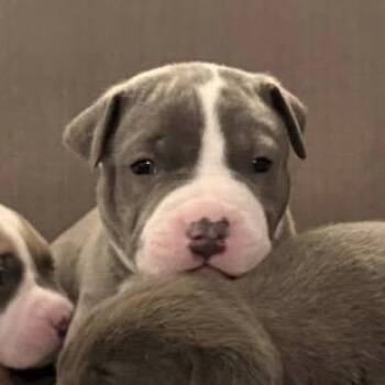 Pit Bull Terrier Dogs Available for Adoption in Parker, Colorado - 194G (2026) Rocky | PetCurious