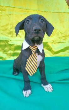 Rescue Jack Russell Terrier Dogs for Adoption in Lake Forest, California - Mason - (Courtesy Post) Foster Or Adopt Me! | PetCurious