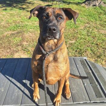 Rescue Mixed Breed Dogs for Adoption in Cape Girardeau, Missouri - Twix | PetCurious